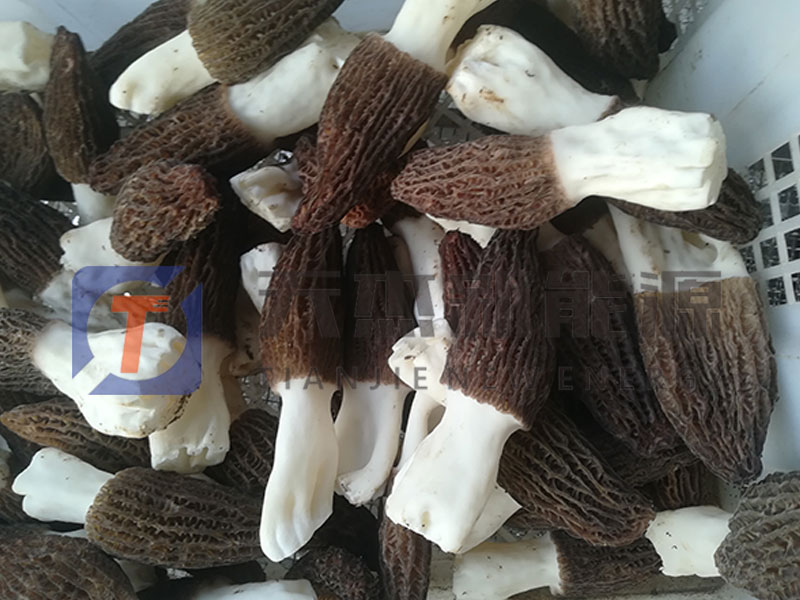 綿（mián）陽羊肚菌烘幹機客戶批量生產（chǎn）現場