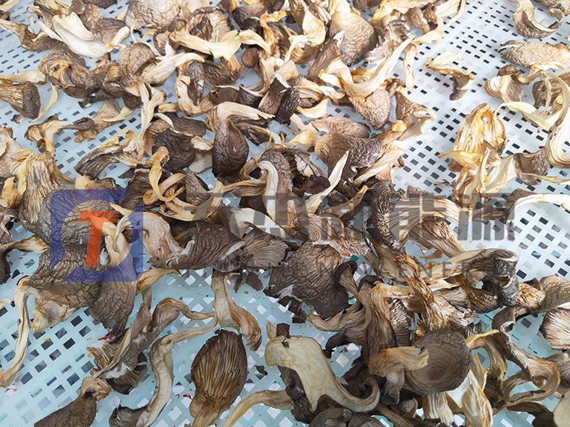 蘑菇烘（hōng）幹機烘幹工藝