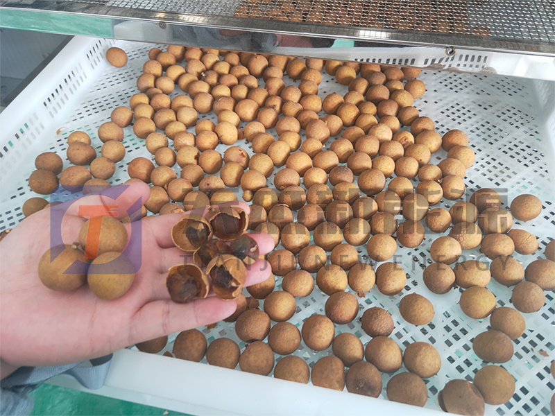 天傑新能源祝惠州龍眼烘幹機開機（jī）大吉